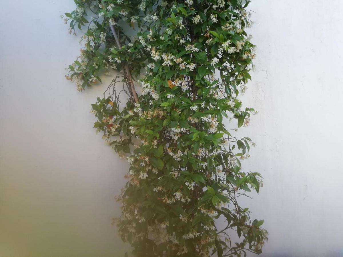 Apartament Casa Do Jardim Beja Zewnętrze zdjęcie